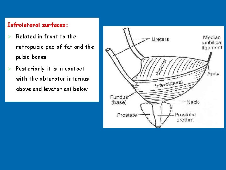Infrolateral surfaces: Ø Related in front to the retropubic pad of fat and the