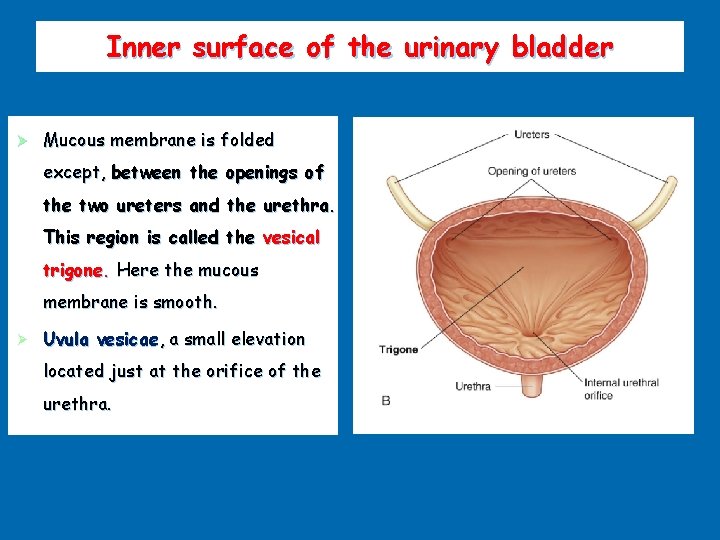 Inner surface of the urinary bladder Ø Mucous membrane is folded except, between the