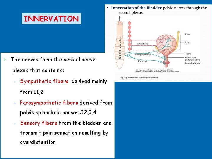 INNERVATION Ø The nerves form the vesical nerve plexus that contains: l Sympathetic fibers