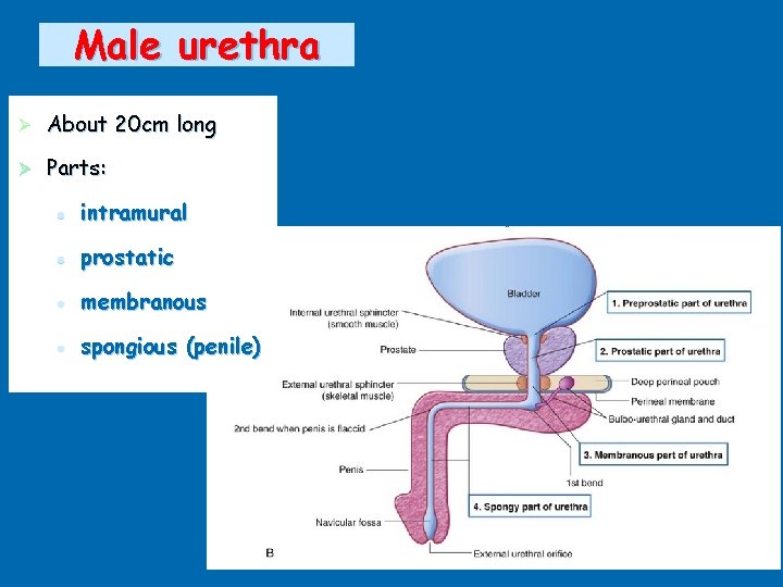 Male urethra Ø About 20 cm long Ø Parts: l intramural l prostatic l
