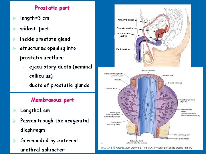 Prostatic part Ø length=3 cm Ø widest part Ø inside prostate gland Ø structures