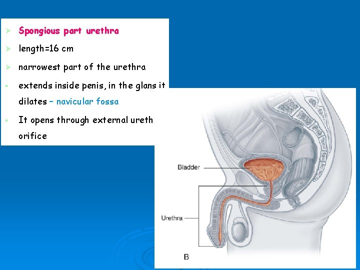 Ø Spongious part urethra Ø length=16 cm Ø narrowest part of the urethra §