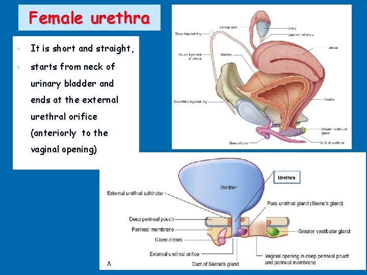Female urethra § It is short and straight, § starts from neck of urinary