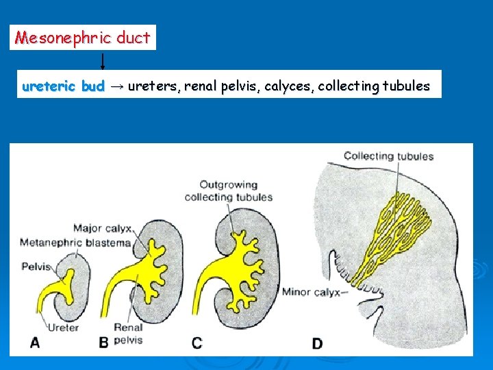 Mesonephric duct ureteric bud → ureters, renal pelvis, calyces, collecting tubules 