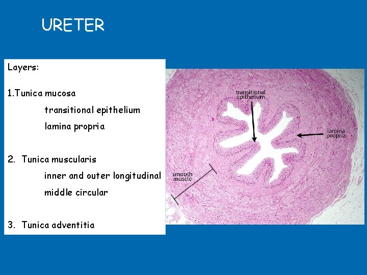 URETER Layers: 1. Tunica mucosa transitional epithelium lamina propria 2. Tunica muscularis inner and