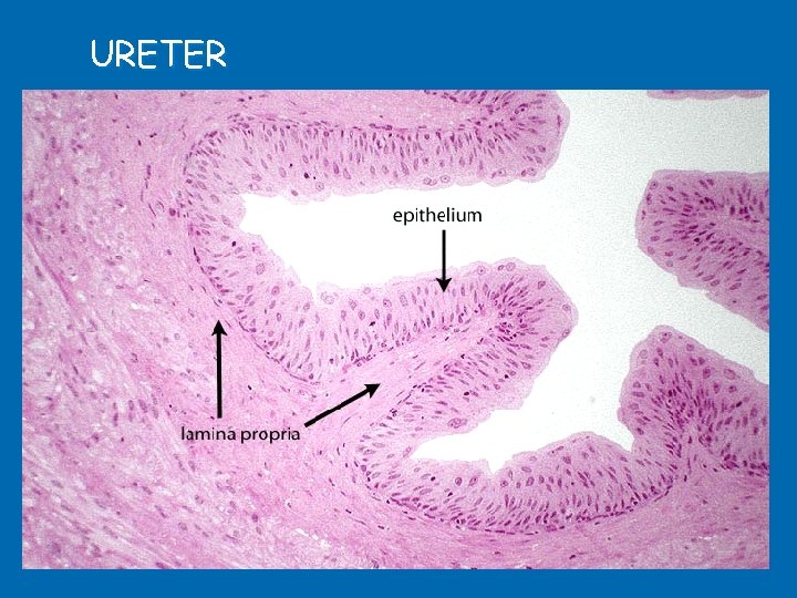 URETER 