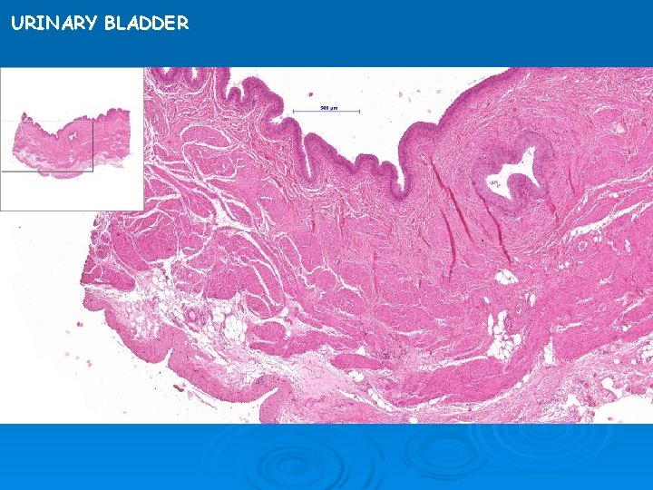 URINARY BLADDER 