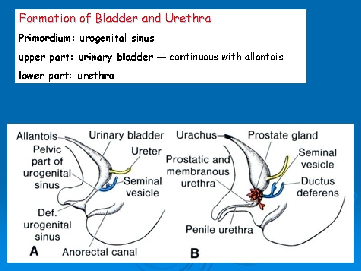 Formation of Bladder and Urethra Primordium: urogenital sinus upper part: urinary bladder → continuous