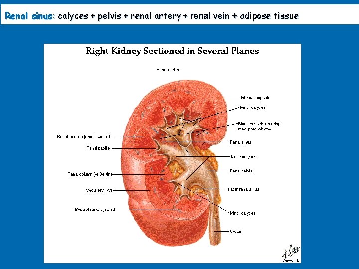 Renal sinus: calyces + pelvis + renal artery + renal vein + adipose tissue