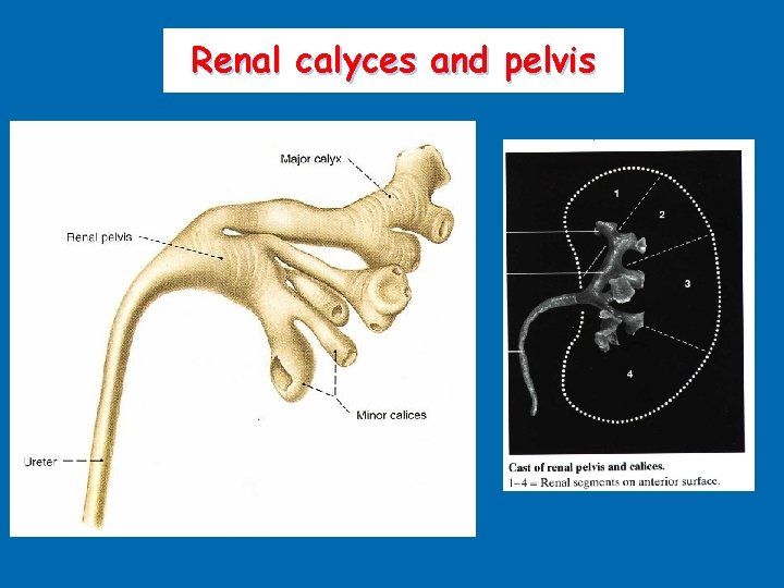 Renal calyces and pelvis 