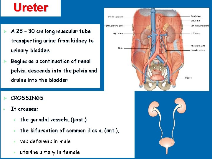 Ureter Ø A 25 – 30 cm long muscular tube transporting urine from kidney
