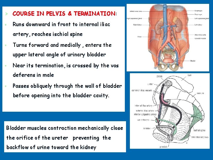 Ø COURSE IN PELVIS & TERMINATION: § Runs downward in front to internal iliac