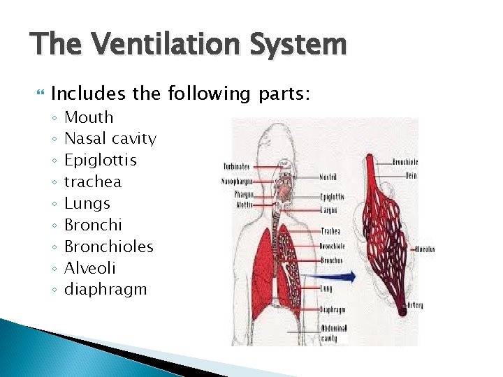 The Ventilation System Includes the following parts: ◦ ◦ ◦ ◦ ◦ Mouth Nasal