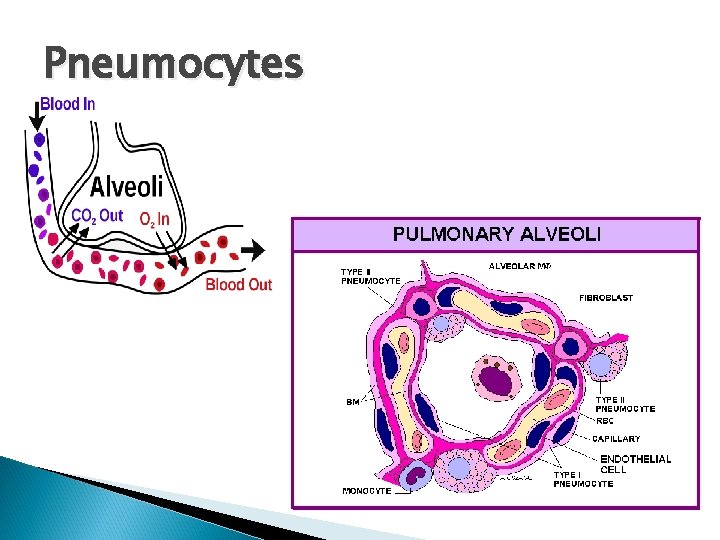 Pneumocytes 