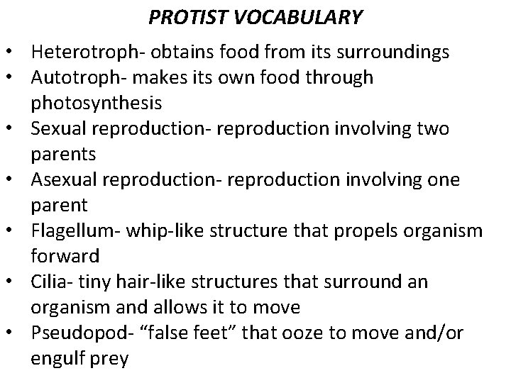 PROTIST VOCABULARY • Heterotroph- obtains food from its surroundings • Autotroph- makes its own