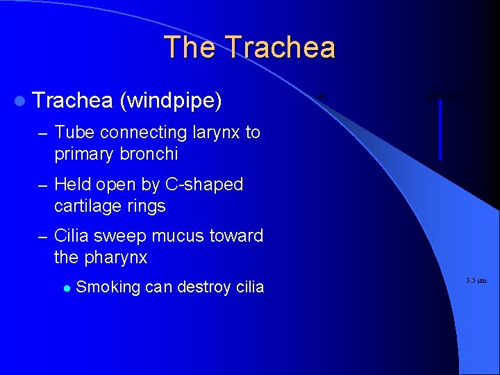 The Trachea l Trachea (windpipe) cilia goblet cell – Tube connecting larynx to primary