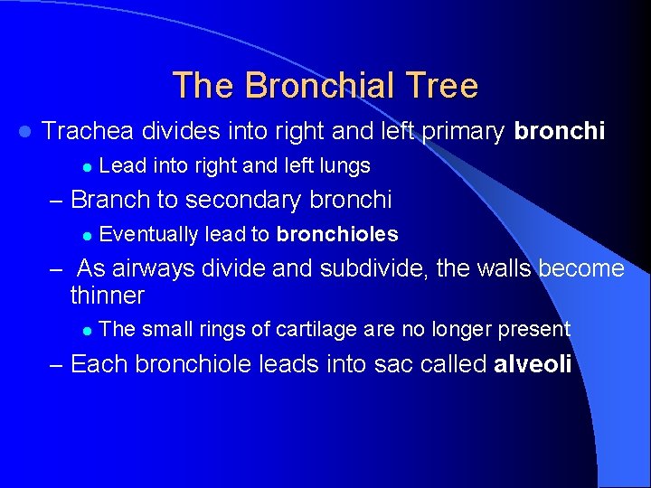 The Bronchial Tree l Trachea divides into right and left primary bronchi l Lead