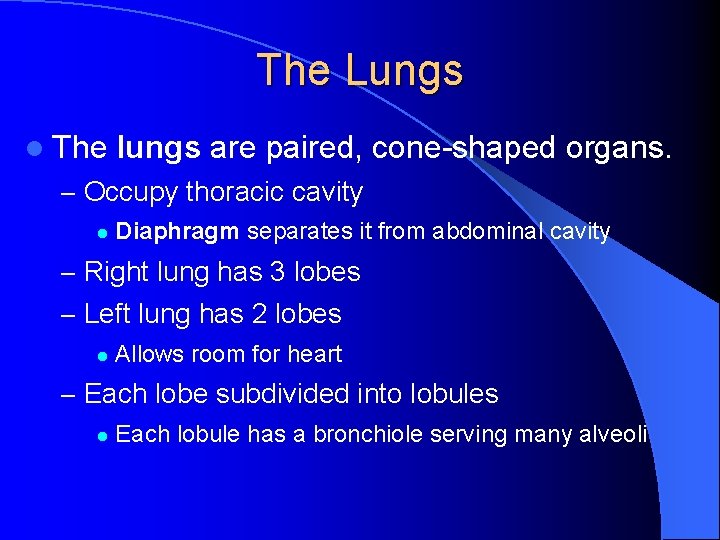 The Lungs l The lungs are paired, cone-shaped organs. – Occupy thoracic cavity l