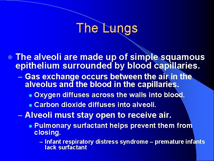 The Lungs l The alveoli are made up of simple squamous epithelium surrounded by