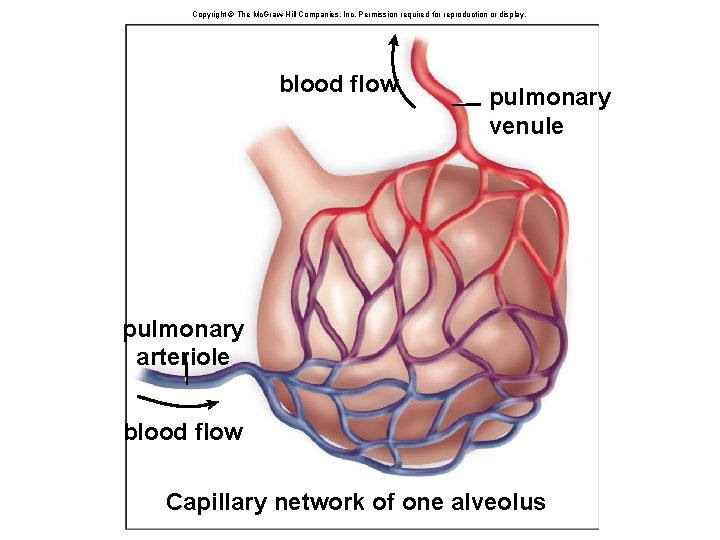 Copyright © The Mc. Graw-Hill Companies, Inc. Permission required for reproduction or display. blood