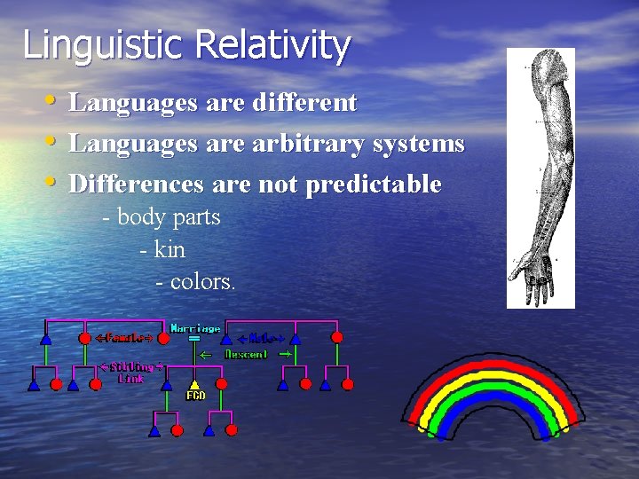 Linguistic Relativity • Languages are different • Languages are arbitrary systems • Differences are