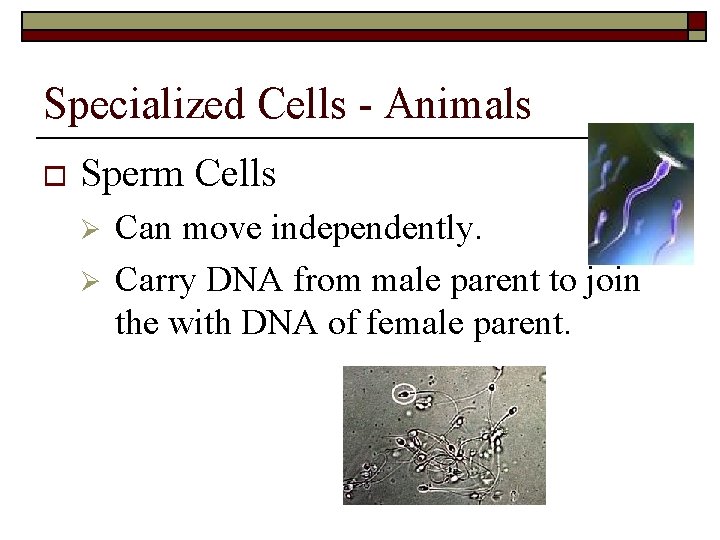Specialized Cells - Animals o Sperm Cells Ø Ø Can move independently. Carry DNA