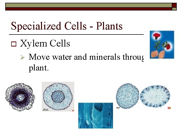 Specialized Cells - Plants o Xylem Cells Ø Move water and minerals through the