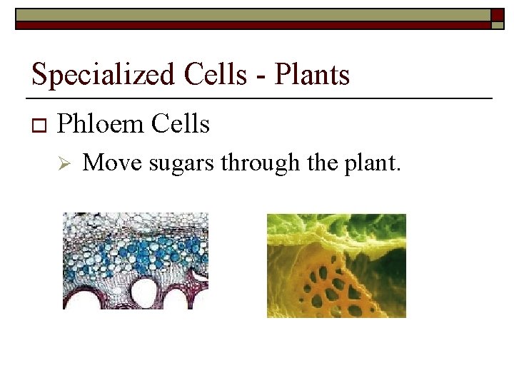 Specialized Cells - Plants o Phloem Cells Ø Move sugars through the plant. 