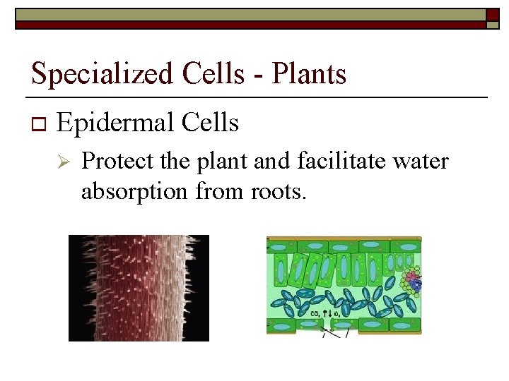 Specialized Cells - Plants o Epidermal Cells Ø Protect the plant and facilitate water