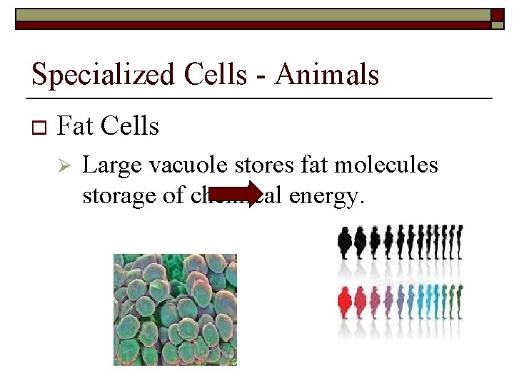 Specialized Cells - Animals o Fat Cells Ø Large vacuole stores fat molecules storage