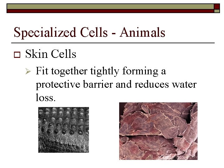 Specialized Cells - Animals o Skin Cells Ø Fit together tightly forming a protective