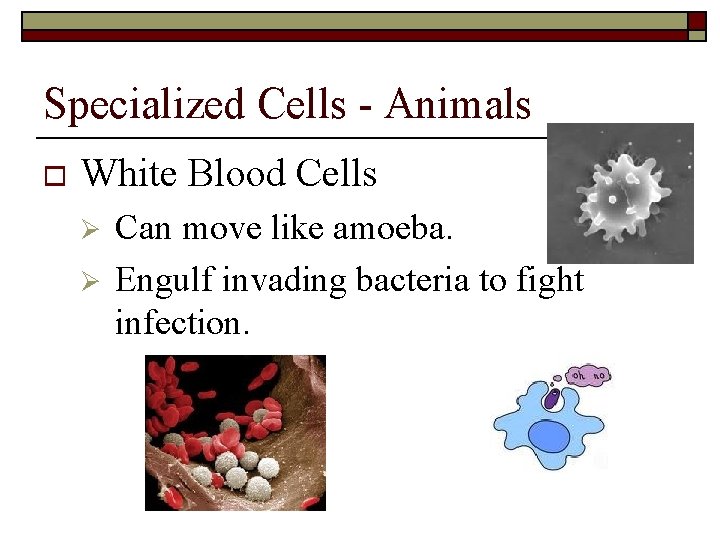Specialized Cells - Animals o White Blood Cells Ø Ø Can move like amoeba.