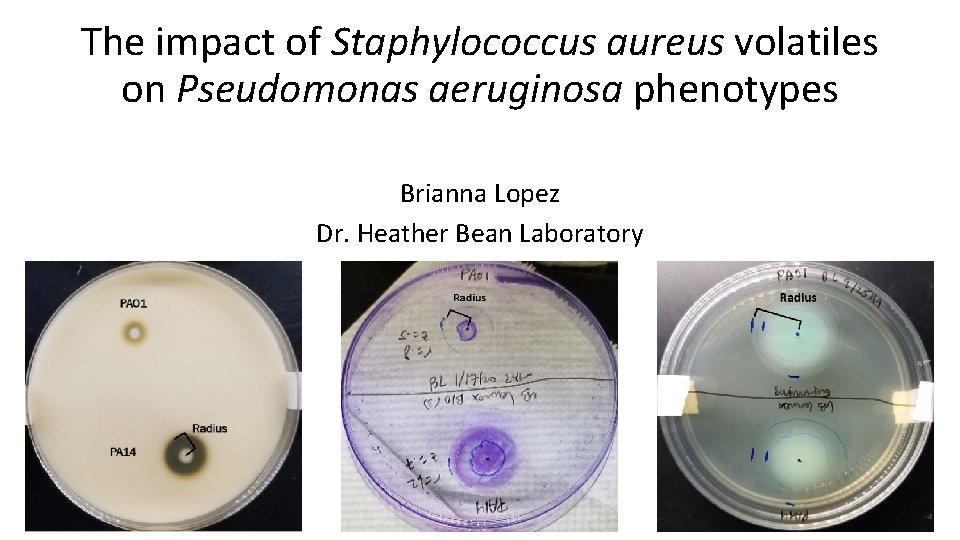 The impact of Staphylococcus aureus volatiles on Pseudomonas aeruginosa phenotypes Brianna Lopez Dr. Heather
