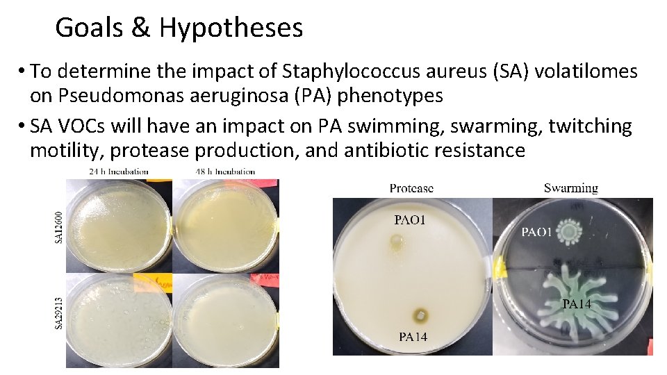 Goals & Hypotheses • To determine the impact of Staphylococcus aureus (SA) volatilomes on