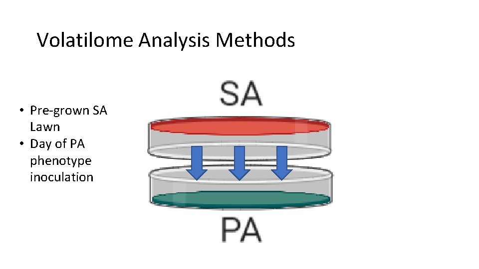 Volatilome Analysis Methods • Pre-grown SA Lawn • Day of PA phenotype inoculation 