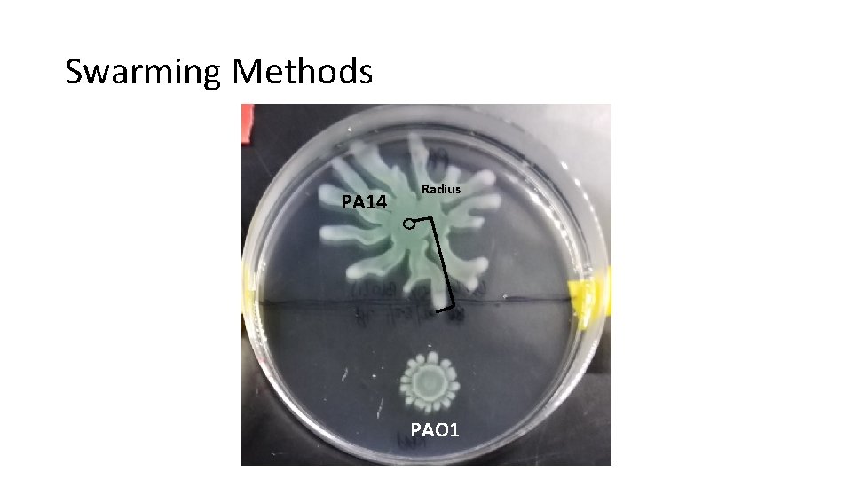 Swarming Methods PA 14 Radius PAO 1 