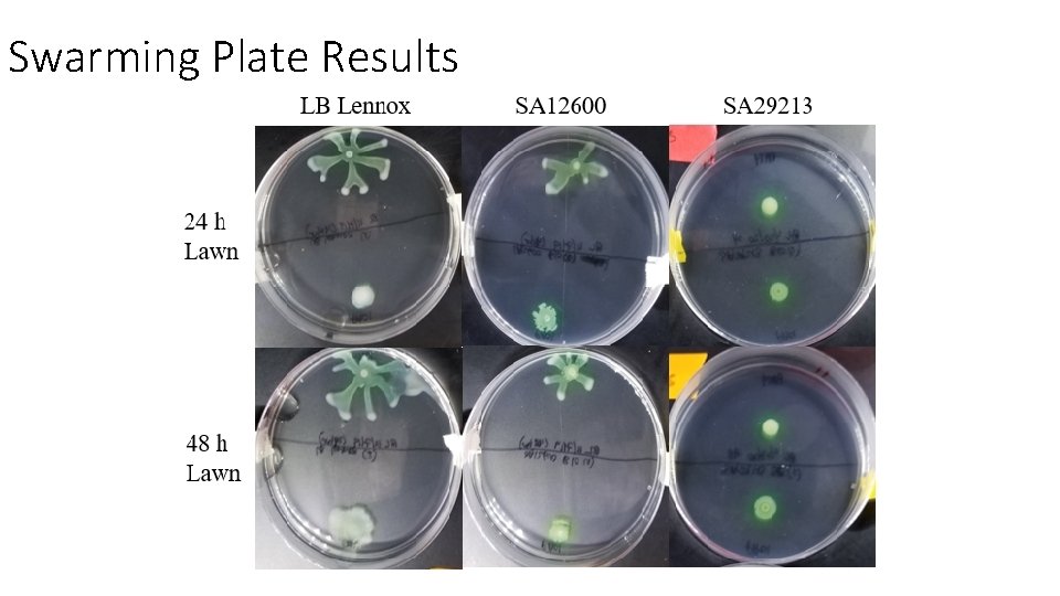 Swarming Plate Results 