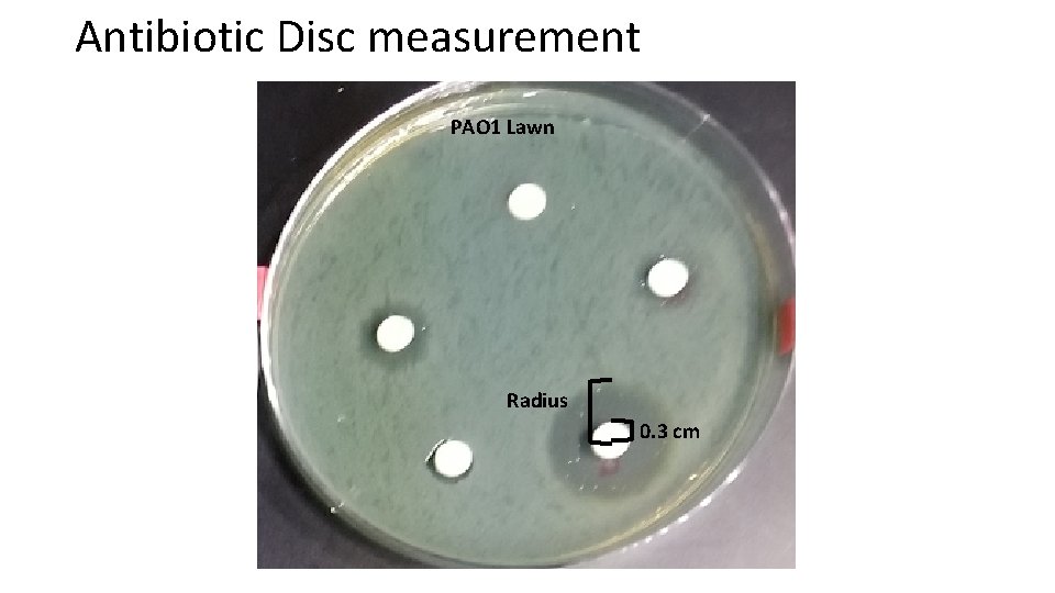 Antibiotic Disc measurement PAO 1 Lawn Radius 0. 3 cm 