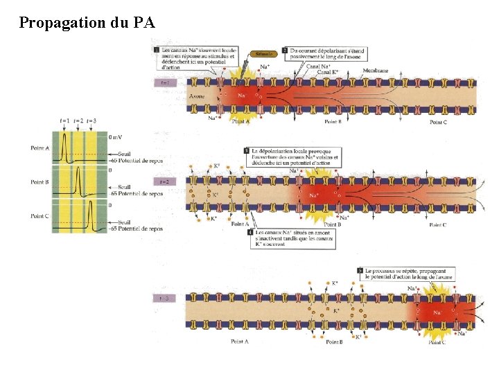 Propagation du PA 