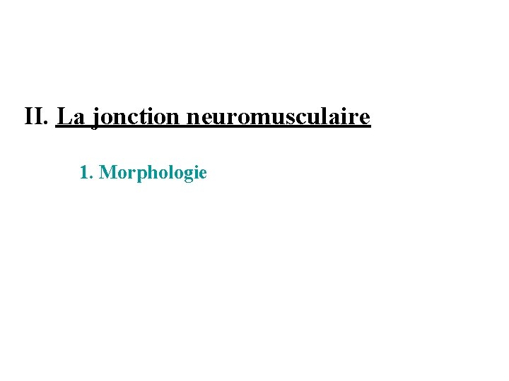 II. La jonction neuromusculaire 1. Morphologie 