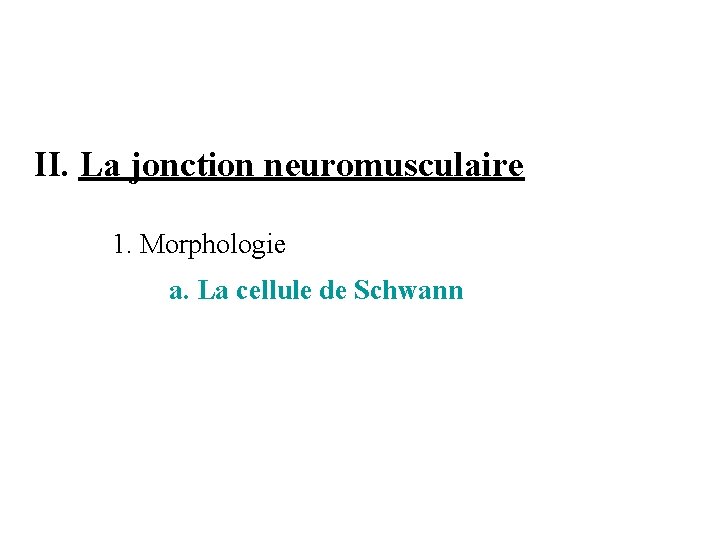 II. La jonction neuromusculaire 1. Morphologie a. La cellule de Schwann 