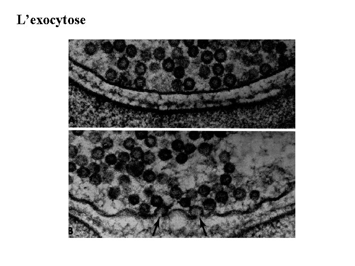 L’exocytose 