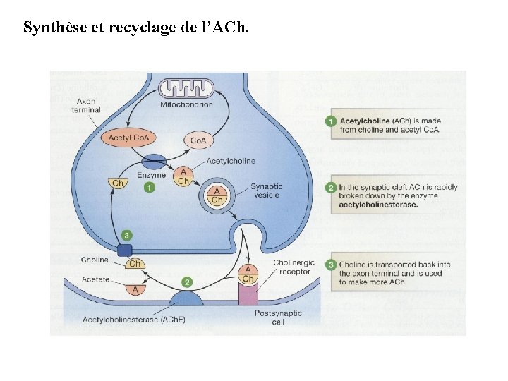 Synthèse et recyclage de l’ACh. 