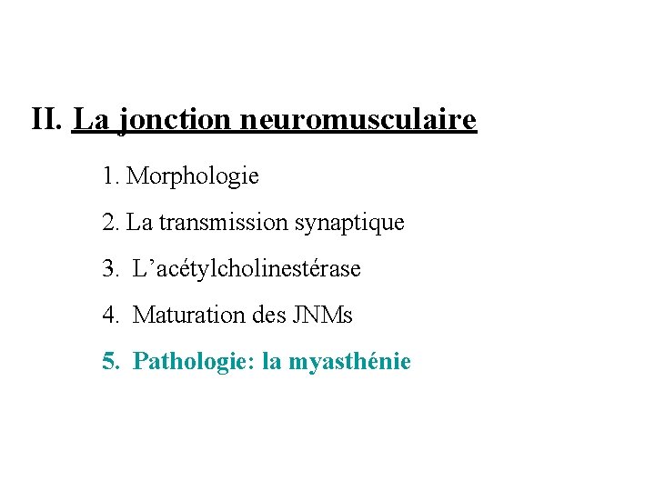 II. La jonction neuromusculaire 1. Morphologie 2. La transmission synaptique 3. L’acétylcholinestérase 4. Maturation