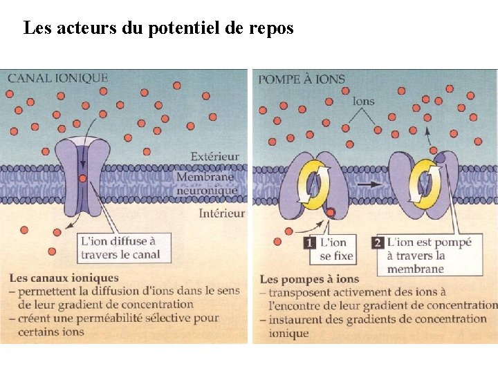 Les acteurs du potentiel de repos 