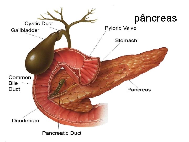 pâncreas 