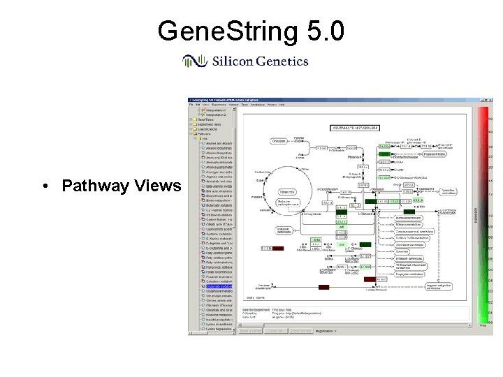 Gene. String 5. 0 • Pathway Views Gene. String 5. 0 • Pathway Views