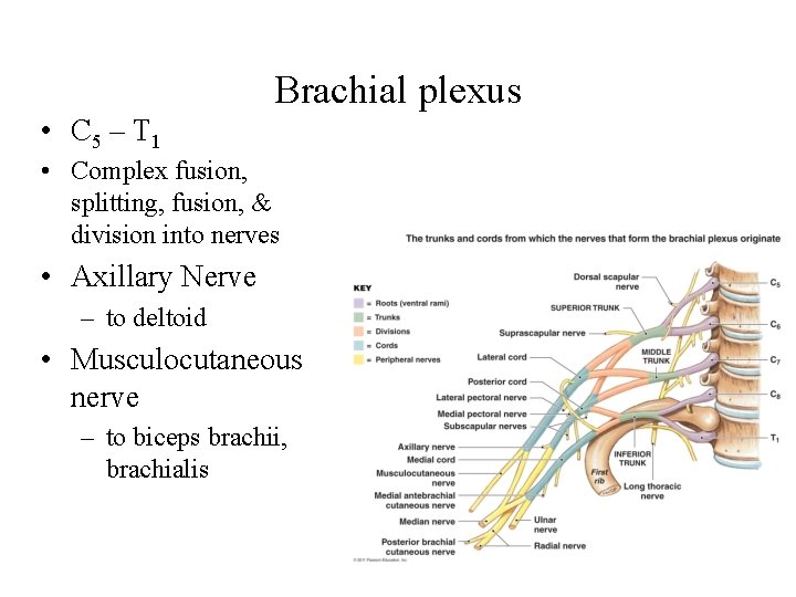 Brachial plexus • C 5 – T 1 • Complex fusion, splitting, fusion, &