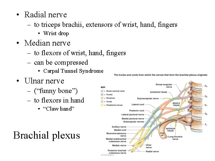  • Radial nerve – to triceps brachii, extensors of wrist, hand, fingers •