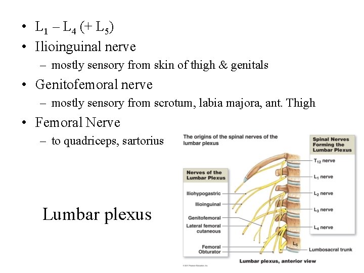  • L 1 – L 4 (+ L 5) • Ilioinguinal nerve –